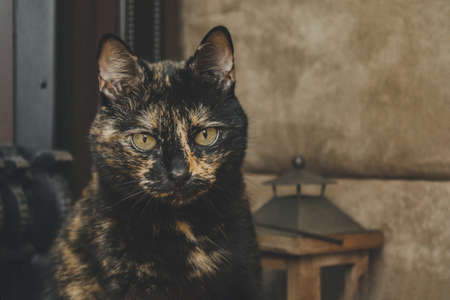 A tortoiseshell cat is sitting on the floor near an electric fireplace.の写真素材