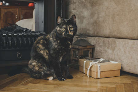 A tortoiseshell cat is sitting on the floor near an electric fireplace.の写真素材