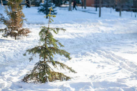 Funny little uneven ugly spruce on the lawn in the winter city. Winter snow minimalistic background...