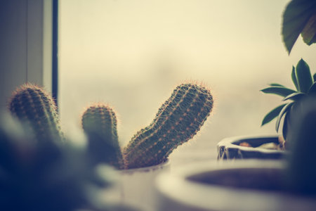 Green foliage of home plant cactus on the windowsill on the background of the rain window, selective focus blur background copy space.の写真素材