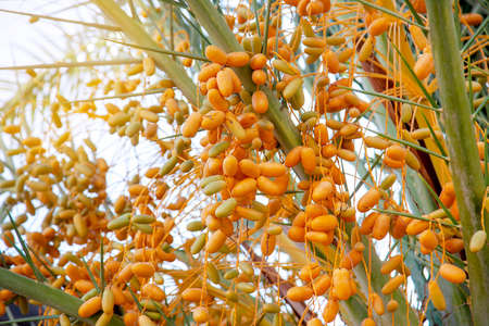 Natural Fruits on a date palm tree close up with sunlight on the sky backgroundの写真素材