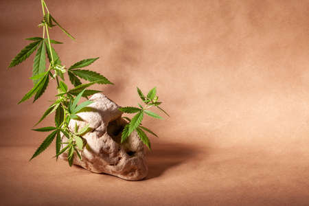 Branch of cannabis on natural stone and craft paper, with copy space.の写真素材