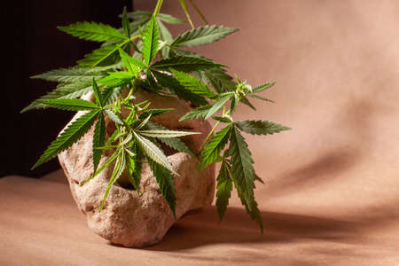 Branch of cannabis on natural stone and craft paper, with copy space.の写真素材