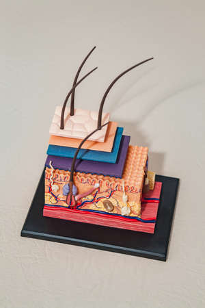 Pastic model of skin structure with hair for education.の写真素材