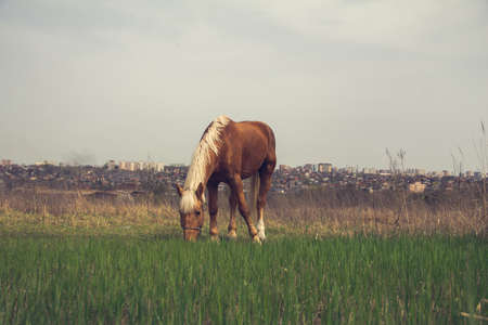 A brown horse with a light mane grazes on a leash in the steppe against the background of the city.の写真素材