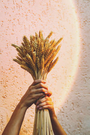 Large bouquet of dried ears in woman hand against the background of the wall in the light of a sunset lamp. Minimalistic conceptual background for the beauty industryの素材 [FY310182032509]