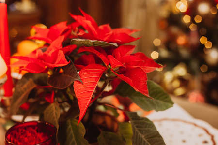 Christmas serving at home on the background of the Christmas tree, Poinsettia close-up. Waiting for guests.の写真素材