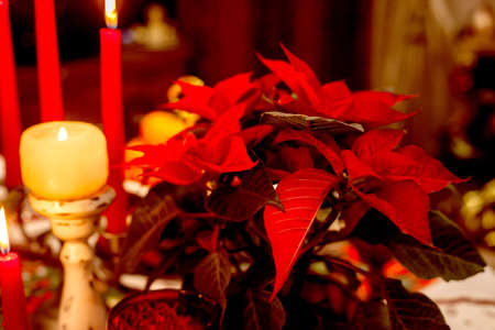 Christmas serving at home on the background of the Christmas tree, Poinsettia close-up. Waiting for guests.の写真素材