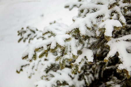 Branches of spruce under the snow in the winter park.の写真素材