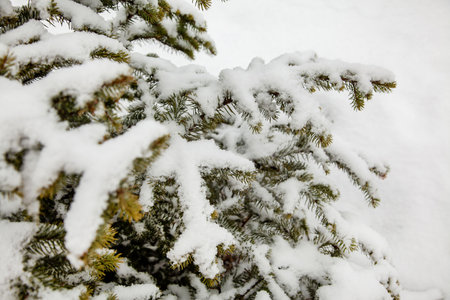 Branches of spruce under the snow in the winter park.の写真素材