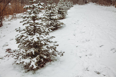 Fir trees stand in a row on an alley in a city park.の写真素材