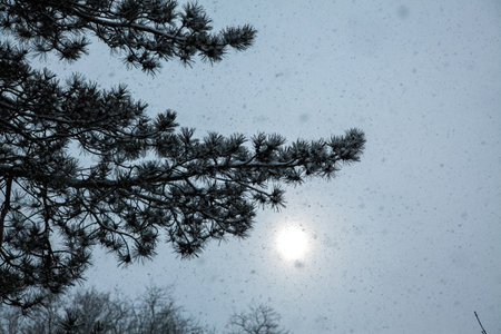 A pine branch under a snowfall in the forest against the background of the sky and the sun.の写真素材