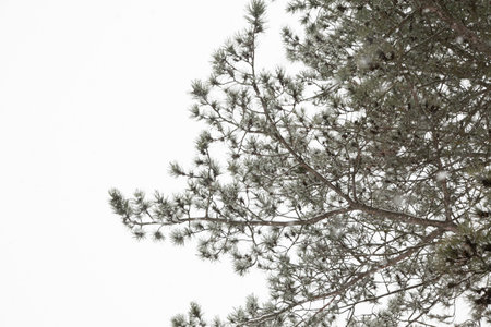A pine branch under a snowfall in the forest against the background of the sky.の写真素材