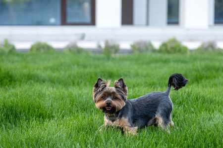 A playful Yorkshire terrier trots through the vibrant green grass in a spacious outdoor area. Bright...