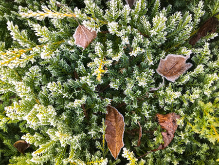 Green plants covered with frost and fallen leaves in an autumn settingの写真素材