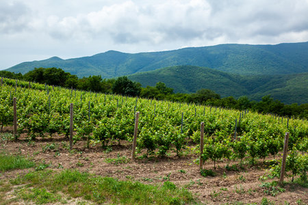 Rows of vibrant green grapevines fill the landscape under a cloudy sky. The vineyard is nestled on a hillside with mountains in the background, creating a serene agricultural scene.の写真素材
