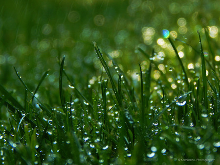 grassの写真素材
