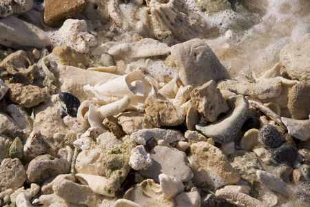 Aruba,Netherlands Antilles,CaribbeanCoral and shells