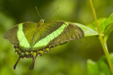 Green butterflyの写真素材