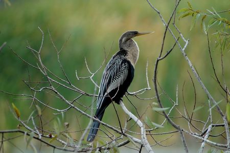 Anhinga in Lakeland, Floridaの写真素材