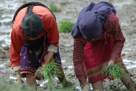 Women planting rice in Bhaktapur in Kathmandu valley, Nepal の写真素材