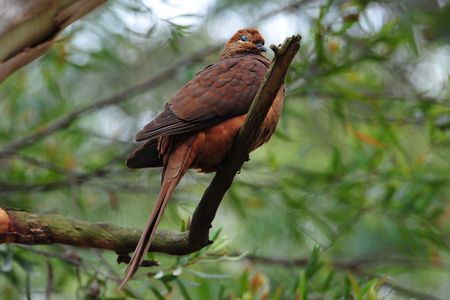 A brown cuckoo-doveの写真素材