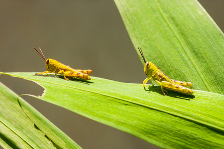 Grasshopper on leaf