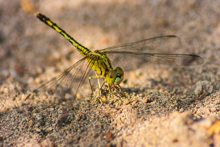 Dragonfly on sandの写真素材