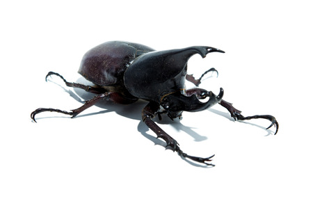 Rhino beetleの写真素材