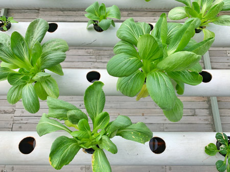 Vegetable hydroponic system in the greenhouse, stock photo