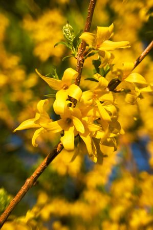 Yellow blossomの写真素材