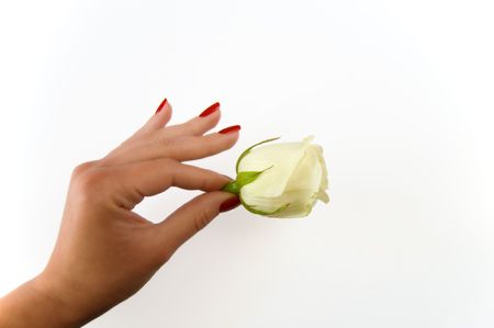 Female hand holding roseの写真素材