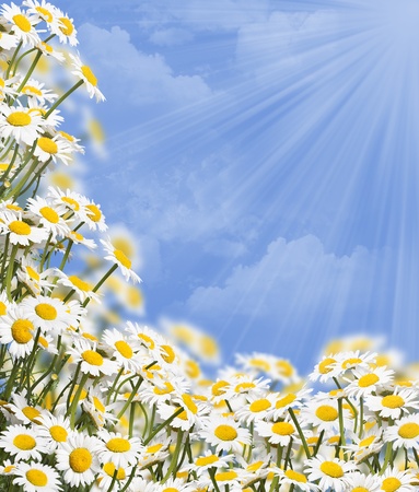 Daisies against blue skyの写真素材