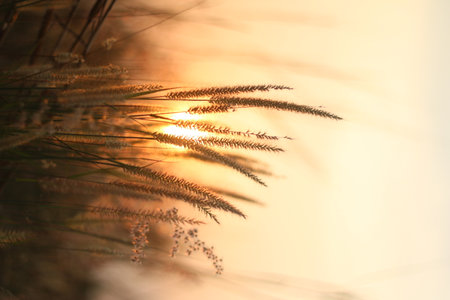 Flower grass in sunset light, soft focus and shallow DOF.