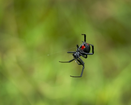 Black Widow Spider, Latrodectus,  with her red hour glass showing on her tummy. She is hanging on an almost invisible web. の写真素材