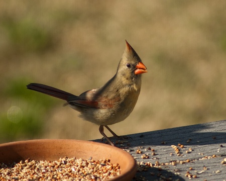 Beautiful Lady Cardinal,Cardinalis,  Stopping by for Foodの写真素材