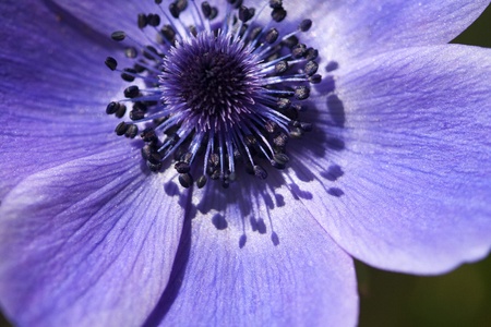 Blue Anemone Flower - Ranunculaceae 2の写真素材