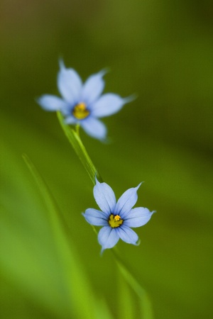 Tiny Bluet - Houstonia pusilla Alabama Wildflowerの写真素材