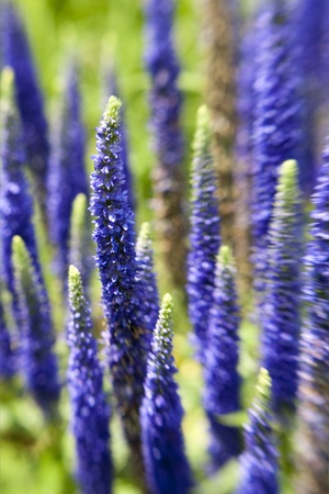 Veronica - Speedwell - Plantaginaceae Shot with Lensbabyの写真素材