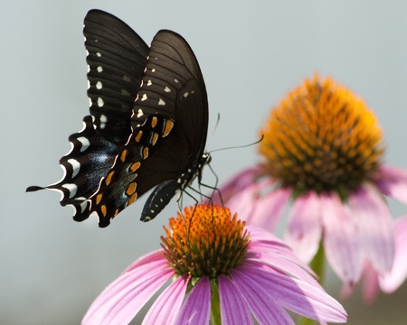 Spicebush Swallowtail Butterfly - Papilio troilus on Coneflowerの写真素材
