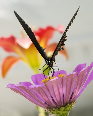 Spicebush Swallowtail Butterfly - Papilio troilus on Zinniaの写真素材