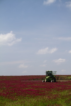 Crimson Clover Fields - Trifolium incarnatumの写真素材
