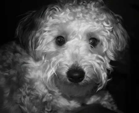 Sweet and Poochy Yorky Poo in Black and Whiteのeditorial素材