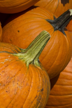 Pumpkin is a Squash Vegetableの写真素材