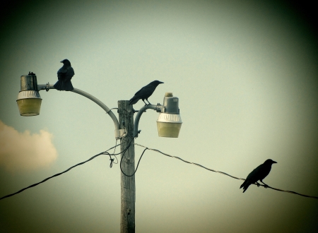Raven Trio Silhouette on Light Poleの写真素材