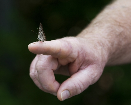 Strength With A Gentle Touch - Butterfly and Handの写真素材