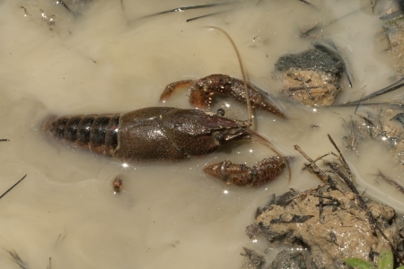 Alabama Crawdad, Crayfish - Cambarus acanthura
