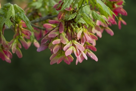 Acer pseudoplatanus - Pink Winged Maple Seeds - Left Viewの写真素材