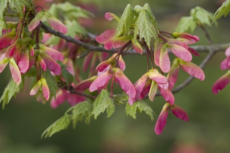 Wind Flying Pink Maple Seed Flyersの写真素材
