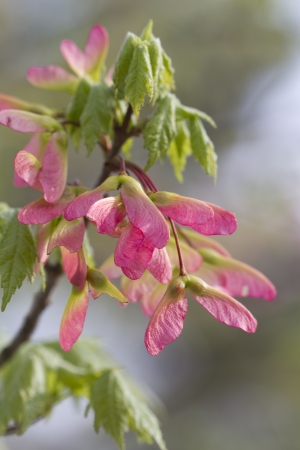 Lovely Pink Winged Maple Seed Flyersの写真素材